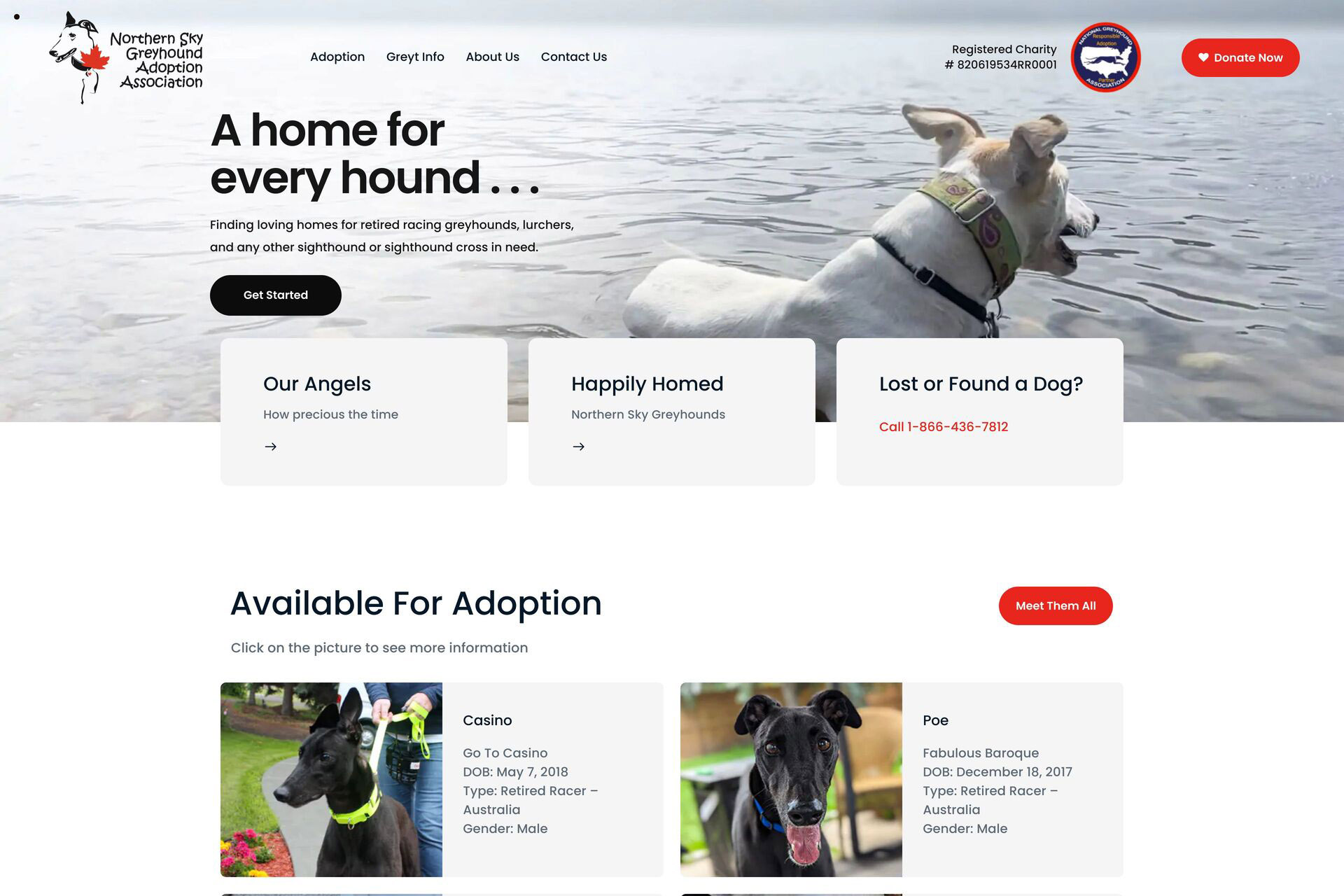 Northern sales sky greyhound